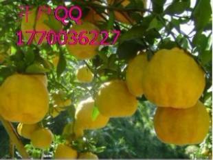 中泰開戶指南 九江律程商務(wù)信息咨詢與世界工廠網(wǎng)如何協(xié)同助力企業(yè)成長(zhǎng)